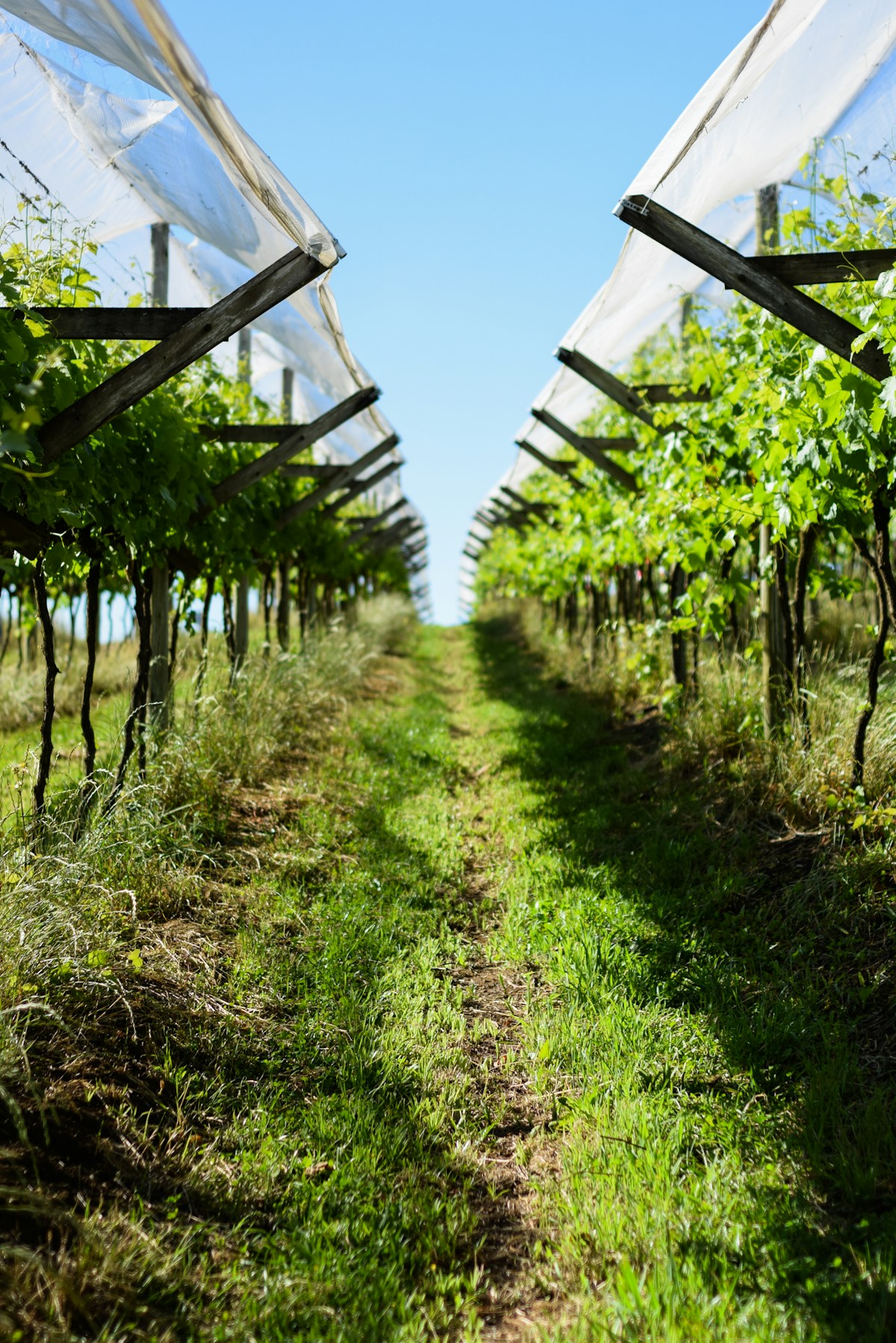 Brazil's Wine Revolution: From Serra Gaúcha to the Tropics