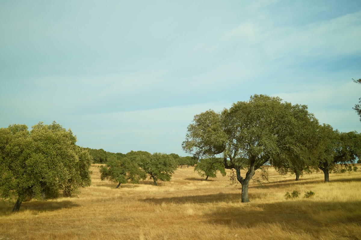 Portugal Beyond Port: Alentejo, Dão, Vinho Verde & Madeira