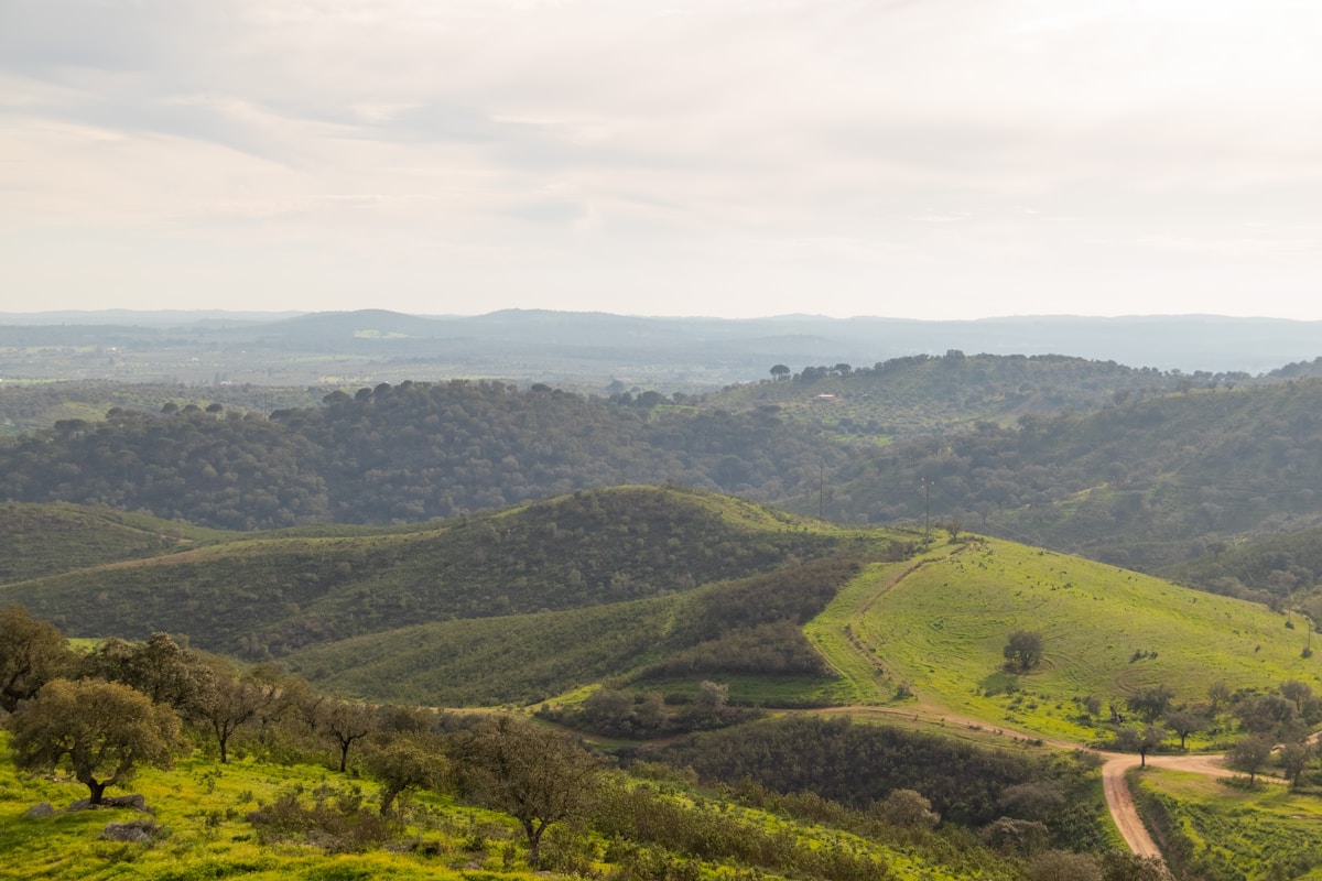 Lush green hillside in Portugal. Photo by Filipe Nobre on Unsplash