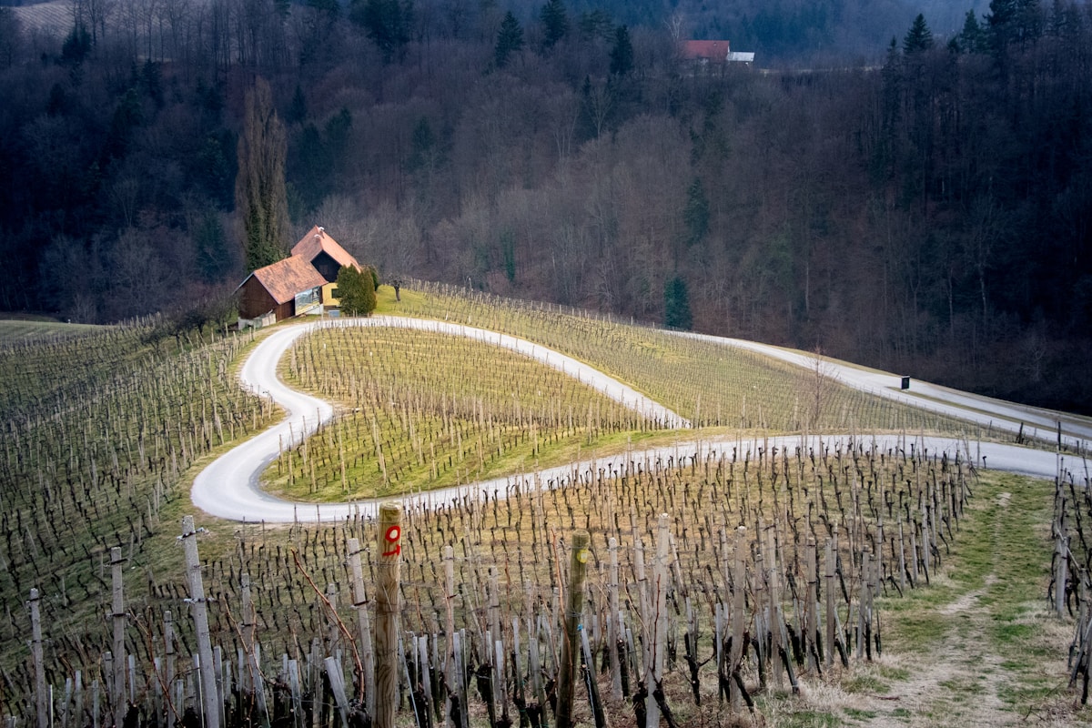 Slovenia: Europe's Best-Kept Wine Secret