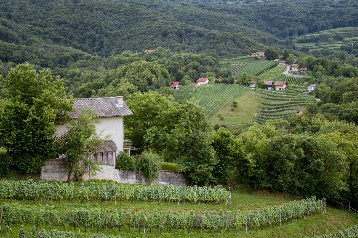 Vineyard near Cerklje ob Krki, Slovenia. Photo by Simon Hermans on Unsplash