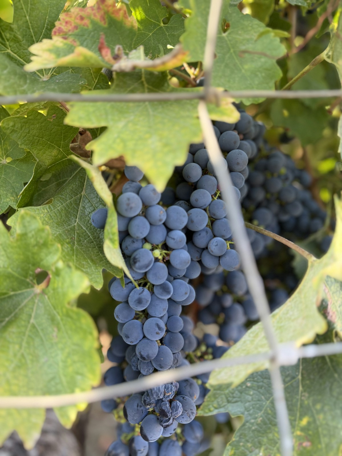 Dark-skinned grapes ripening on the vine in warm sunlight